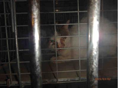 Cat ID #A125956 at the Chicago pound, kisted as lost, as shown on PetHarbor