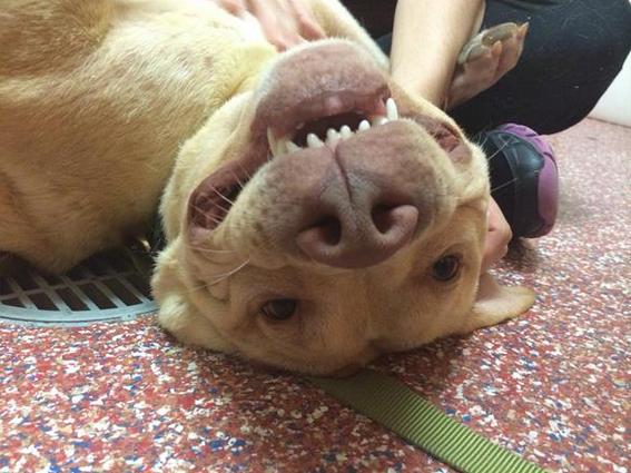 Another photo of Dug from the NH SPCA website because obviously.