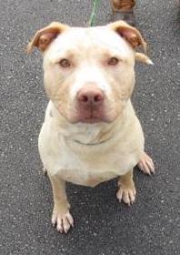 Dug, ID #19254, as pictured on the NH SPCA website.