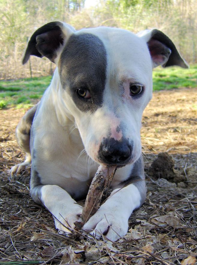 Wait - does Daylight Savings Time mean I just lost one hour of bone chewing?