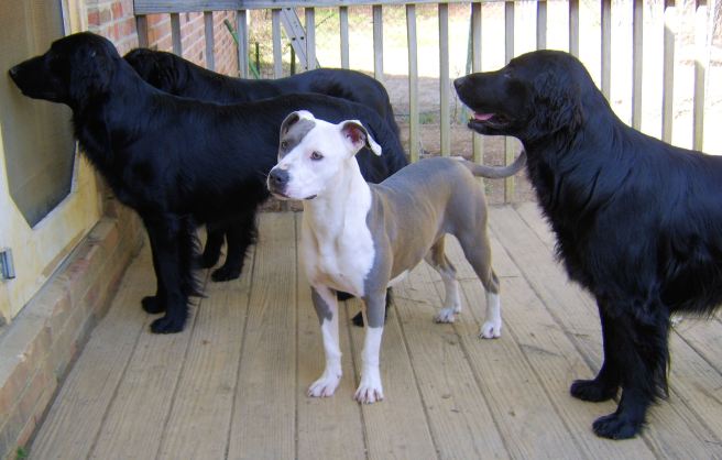 Three of these things belong together, Three of these things are kind of the same 