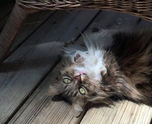 Kiki, as pictured on al.com.