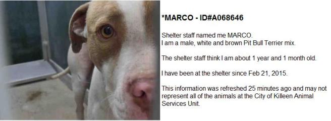 Screengrab from the city of Killeen's website showing a dog at the pound.