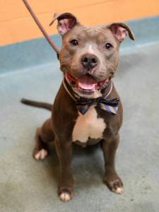 Sarge, ID #A1028331, on the kill list for today in Brooklyn, as posted on Facebook.