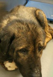 Dog ID #276292 at the Memphis pound, as shown on Facebook.