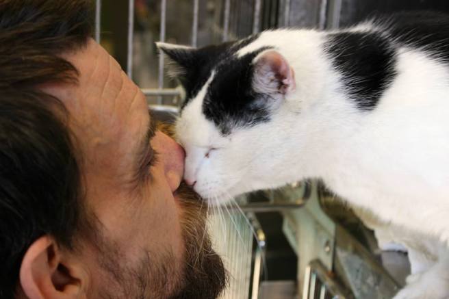 An adoptable cat at the Allegany Co Animal Shelter, as pictured on Facebook.