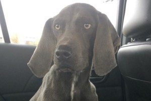 Asher, as shown on LocalMemphis.com.