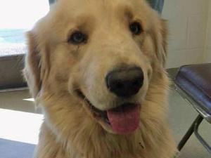 Bobo, as pictured on the WRAL website.