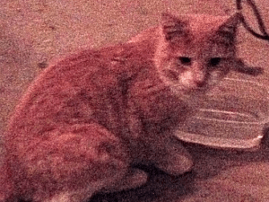 Burley, as pictured on the WCNC website.