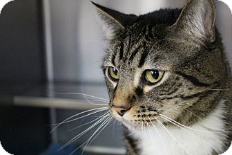 Daytona, an adoptable cat at the HS