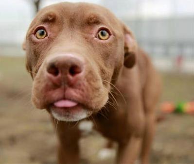 "Waaaaaateeer" Missy, as pictured on the NBC Chicago website.