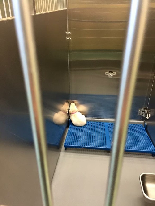 Solitary pup tries to snuggle with metal in a cage at the Memphis pound.  (Photo via Facebook)
