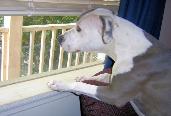 “How lucky I am to have something that makes saying goodbye so hard.” ― A.A. Milne