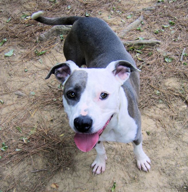 My dog has a fat head and a sweet expression too.