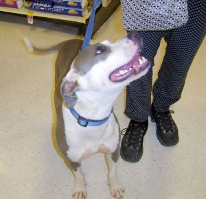 jade 05232015 petsmart