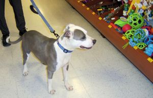 jade 05232015 petsmart2