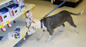 jade 05232015 petsmart3