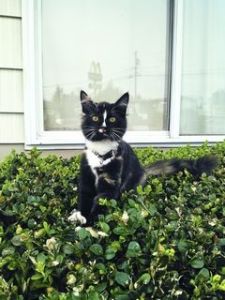 Kali, as pictured on the website of the Everett Herald.