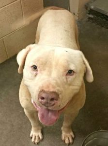 A dog reportedly killed by the Clayton Co pound on June 1, as posted on Facebook.