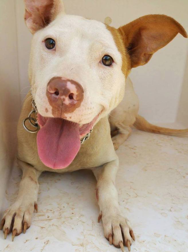 A dog reportedly killed by the Clayton Co pound on June 1, as posted on Facebook.