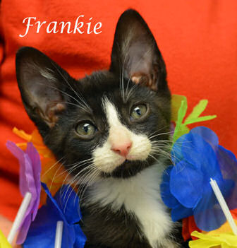 frankie – YesBiscuit!