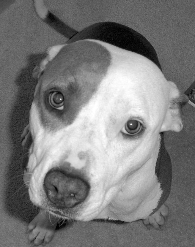 It's too hot to stay outside and play for very long today so apparently we have to use our inside voices and mind our manners in the house.  This is my Mind Your Manners face.