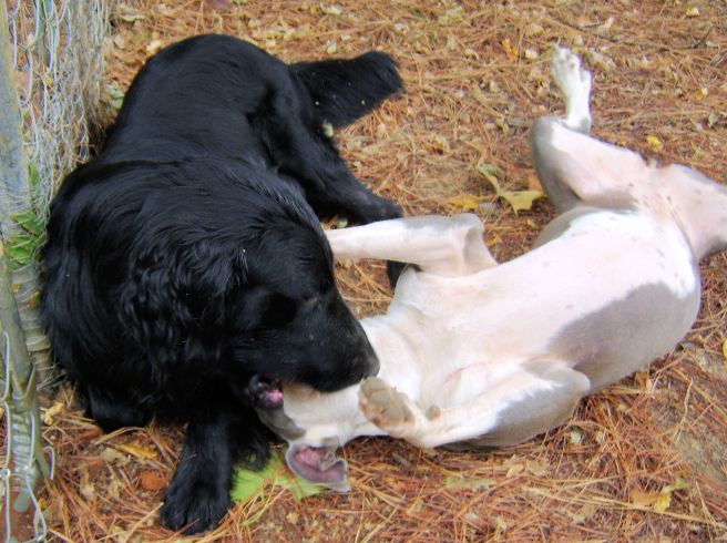 Schroeder:  Got your nose. Jade:  Interpretive jiggery-pokery!