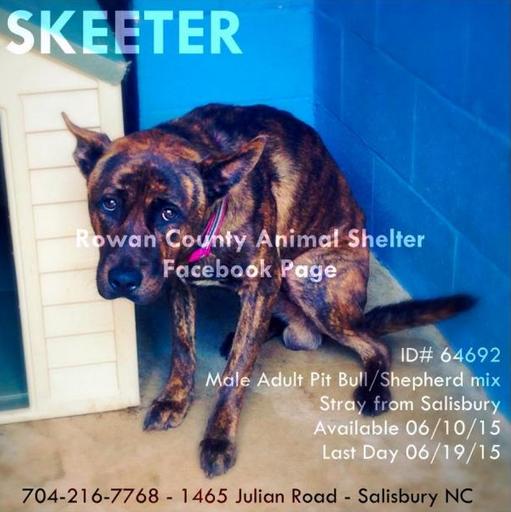 One of the six pets advertised for adoption by the Rowan Co shelter in NC.  (Image via Petfinder)