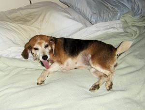Wendy, former and current normal dog, was adopted from a shelter and readily took to her bed hog training.