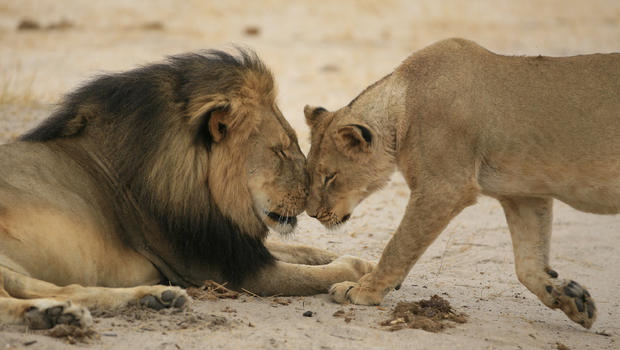 Cecil with a lioness.  (Photo by Brent  Stapelkamp)