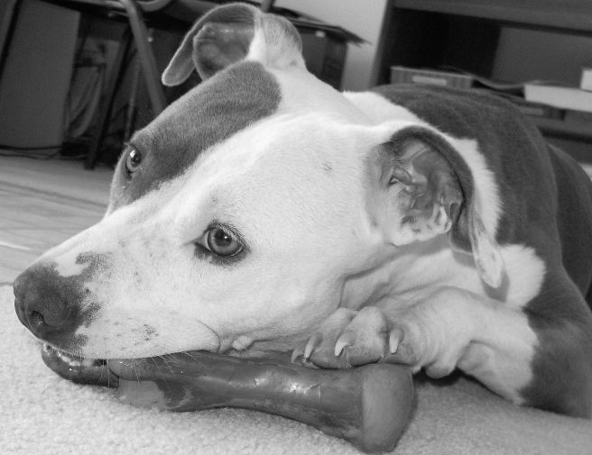 When it's 100 degrees with high humidity outside, we break out the toy bones inside.