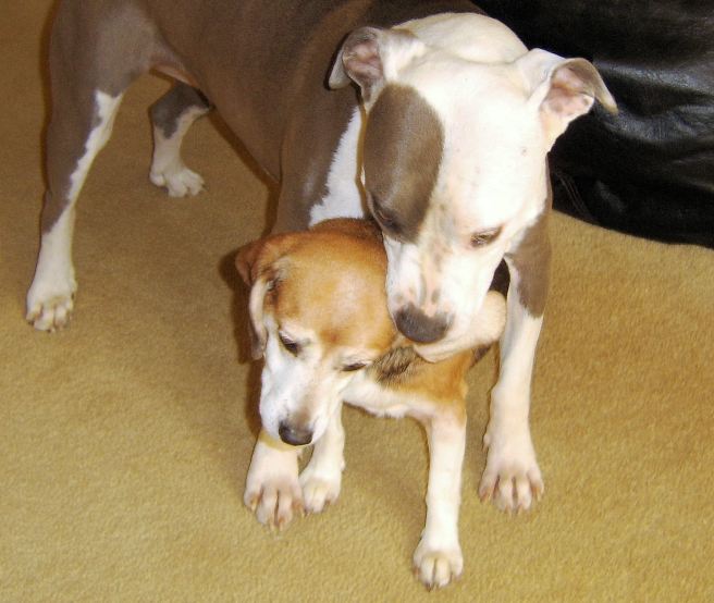 Beagle ears, velvety soft...