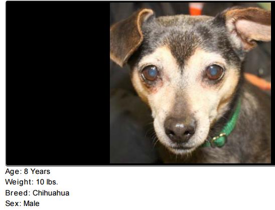 Nala, a dog listed for adoption by the Northeast Animal Shelter in MA, is one of the dogs whose listings were screencapped for the NAIA study.