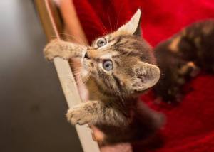 Kitten #35611, identified by animal advocates on Facebook as one of the cats killed by a dog at the Columbus Co pound.