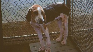 Hound at the Pittsylvania Co pound who was killed while rescuers offered to save him.