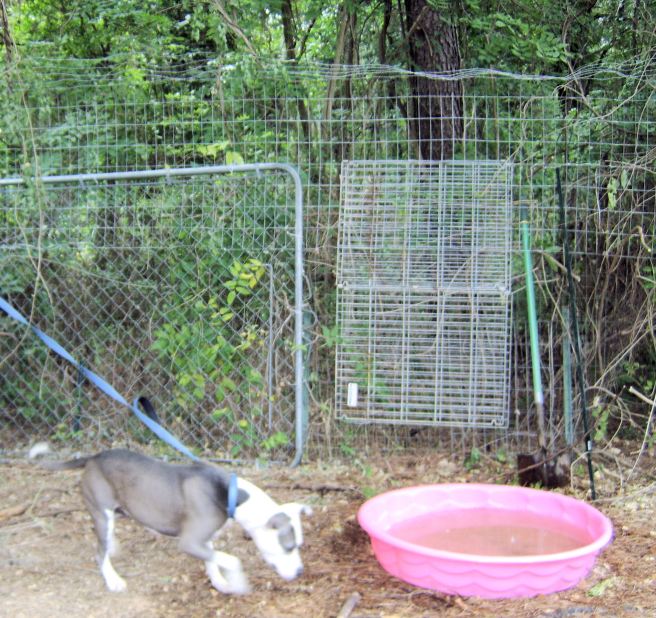 We are rooting for you, fence.