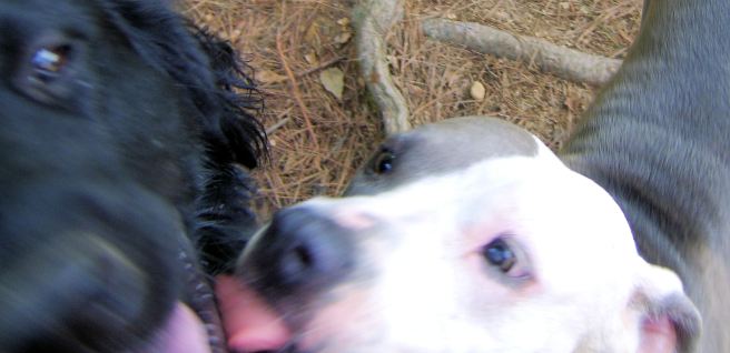 My dog likes to give kisses to her buddies too.