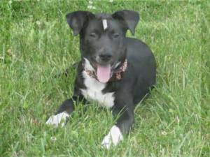 Maximus, as pictured on the Fox8 website.