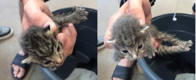 Orphaned kittens at Dallas Animal Services.  Photos by Carla Adkins, as shown on the Dallas Observer website.