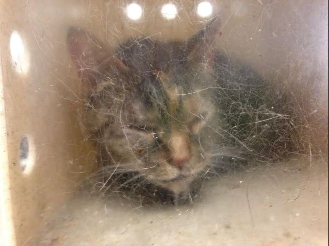 Uptimus, her face swollen as a result of chemical burns, at MAS.