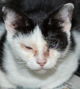 Emily, one of 52 cats from a hoarding case taken in with a URI by the SPCA.