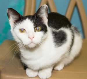 Emily, after being treated at the Medina Co SPCA.  Her vision is permanently impaired but her desire to be held and loved is perfectly intact.  (Photo by Casey Post)