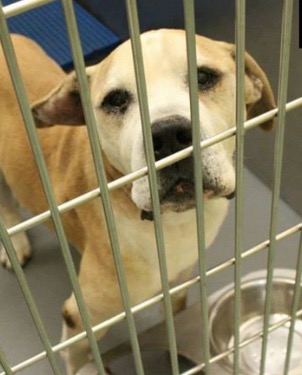 Dog ID #281205 at the Memphis pound.