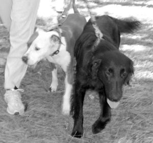 A walk in the woods.