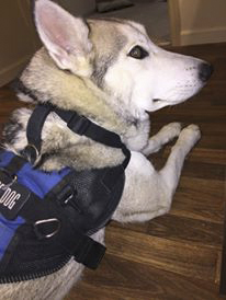 Karma, a service dog trained to help with PTSD, as shown on the Orang Co Register website.