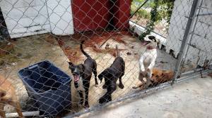 Some of the dogs killed by Mitchell Co on September 1, as posted on Facebook.