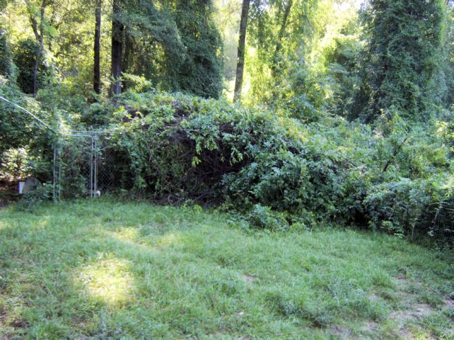The kennels today (at least I assume they are under this monstrous tree).