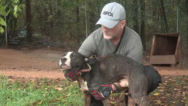 This sweet dog in Huntersville, NC is pictured in a video on the ASPCA website getting a scratch and a hug from a person.
