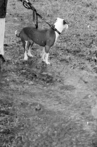 With all this rain, today's outing was less of a walk and more of a slog.