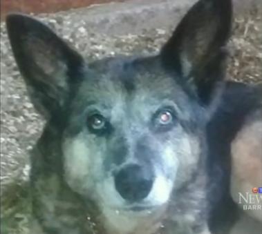 Merrick, as pictured on the CTV News website.